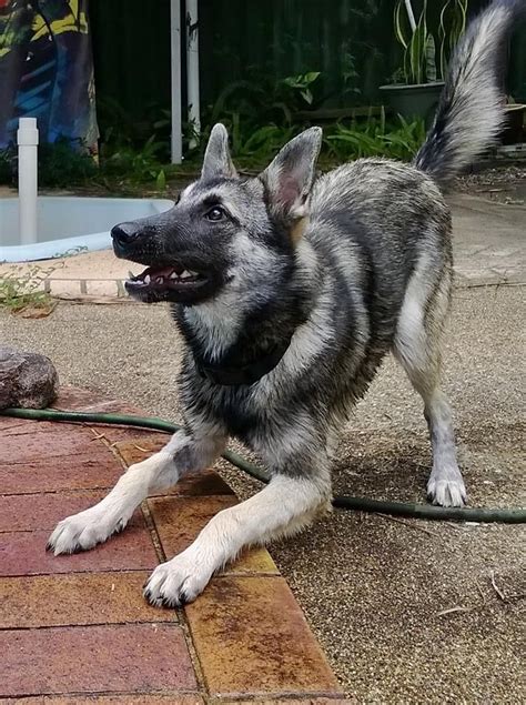 This designer breed is incredibly active, energetic, and curious, making it suitable as a family pet, a watchdog, and even a shepherd dog!. . Husky malinois mix